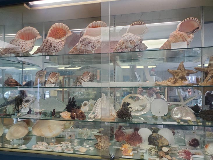 Discovery Seashell Museum, Ocean City, New Jersey, July 2, 2021