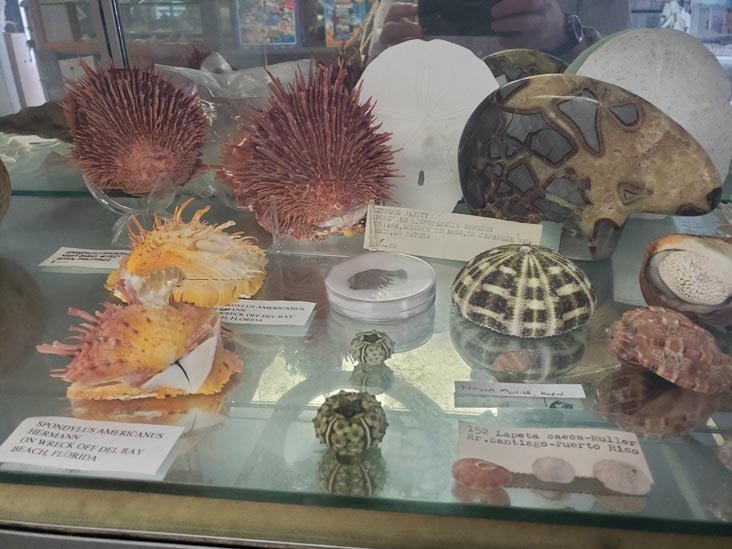 Discovery Seashell Museum, Ocean City, New Jersey, July 2, 2021