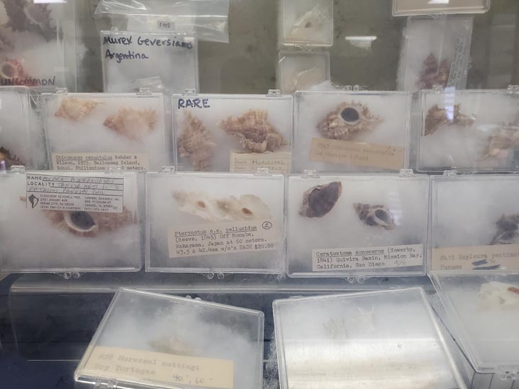 Discovery Seashell Museum, Ocean City, New Jersey, July 2, 2021
