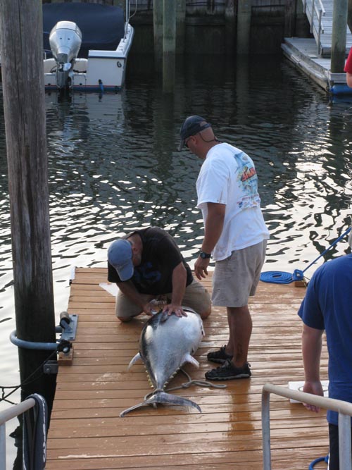 Filleting Tuna, Pine Road, Ocean City, New Jersey, July 25, 2009