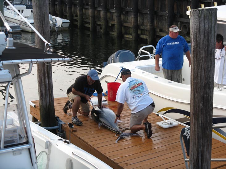 Filleting Tuna, Pine Road, Ocean City, New Jersey, July 25, 2009