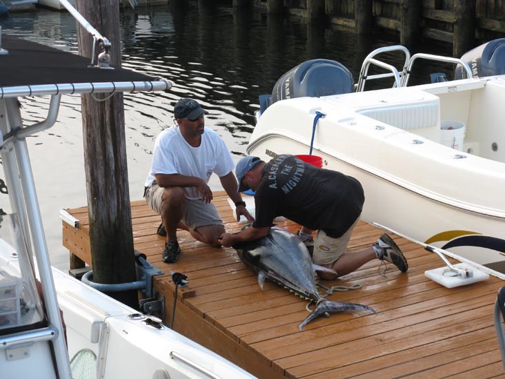 Filleting Tuna, Pine Road, Ocean City, New Jersey, July 25, 2009
