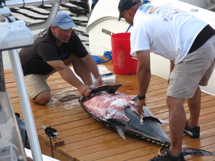 Filleting Tuna, Pine Road, Ocean City, New Jersey, July 25, 2009
