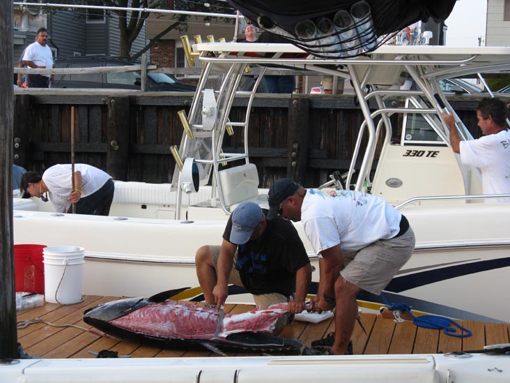 Filleting Tuna, Pine Road, Ocean City, New Jersey, July 25, 2009