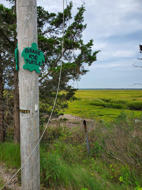 Turtle Crossing, Bay Avenue, Upper Township, New Jersey, September 14, 2020