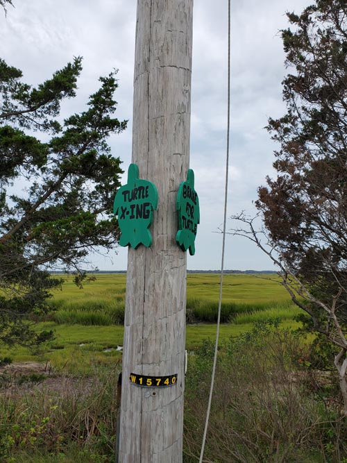 Turtle Crossing, Bay Avenue, Upper Township, New Jersey, September 14, 2020