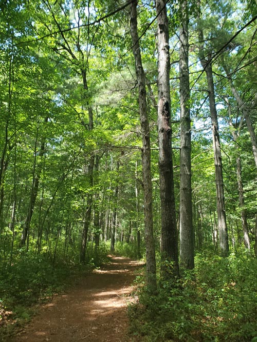 North Shore Trail, Belleplain State Forest, Cape May County, New Jersey, August 14, 2022
