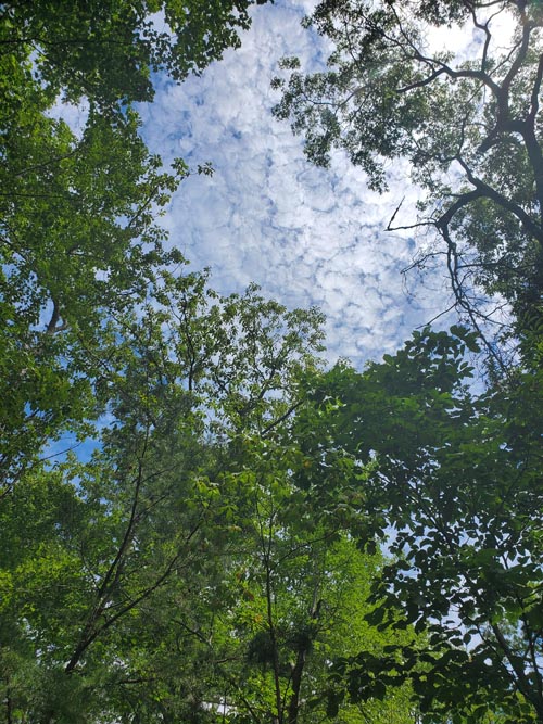 North Shore Trail, Belleplain State Forest, Cape May County, New Jersey, August 14, 2022