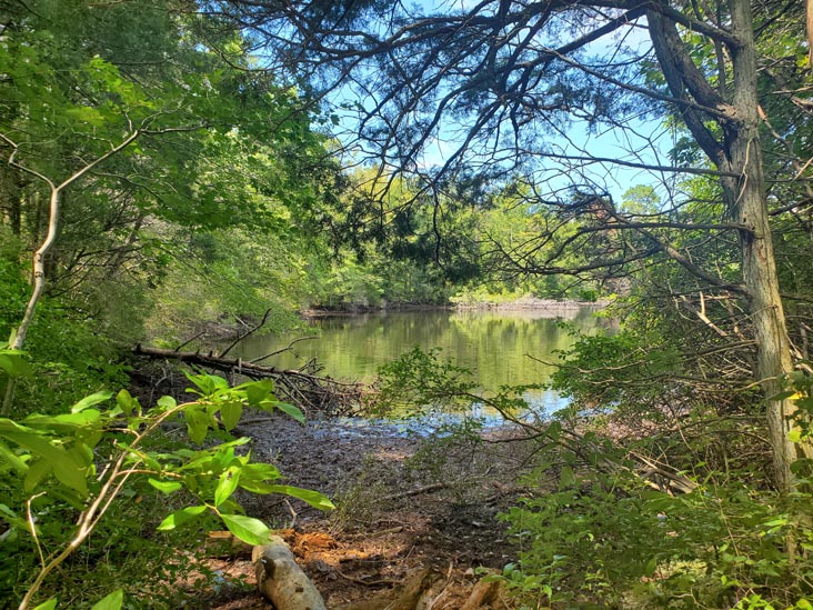 Turtle Walk Trail, Belleplain State Forest, Cape May County, New Jersey, August 14, 2022