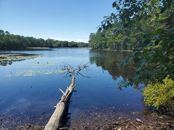 Lake Nummy, Belleplain State Forest, Cape May County, New Jersey, August 14, 2022