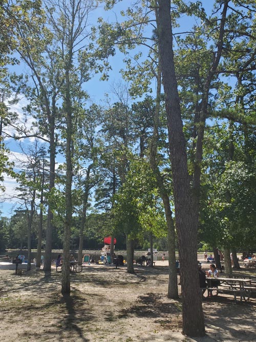Picnic Area, Lake Nummy, Belleplain State Forest, Cape May County, New Jersey, August 14, 2022