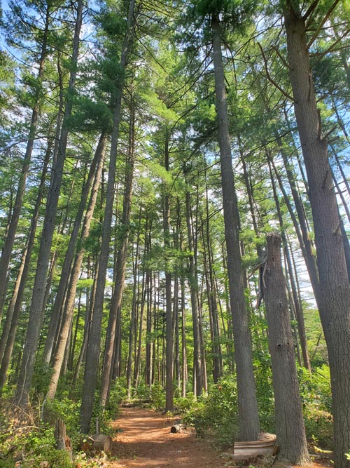 Belleplain State Forest, Cape May County, New Jersey, August 14, 2022