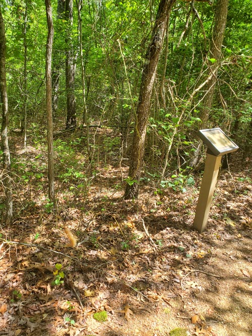 Belleplain State Forest, Cape May County, New Jersey, August 14, 2022