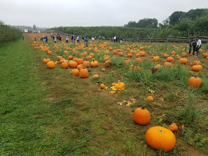 Terhune Orchards, Princeton, New Jersey, October 8, 2018