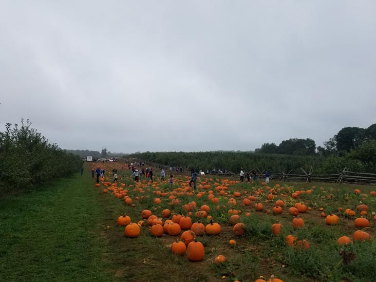 Terhune Orchards, Princeton, New Jersey, October 8, 2018