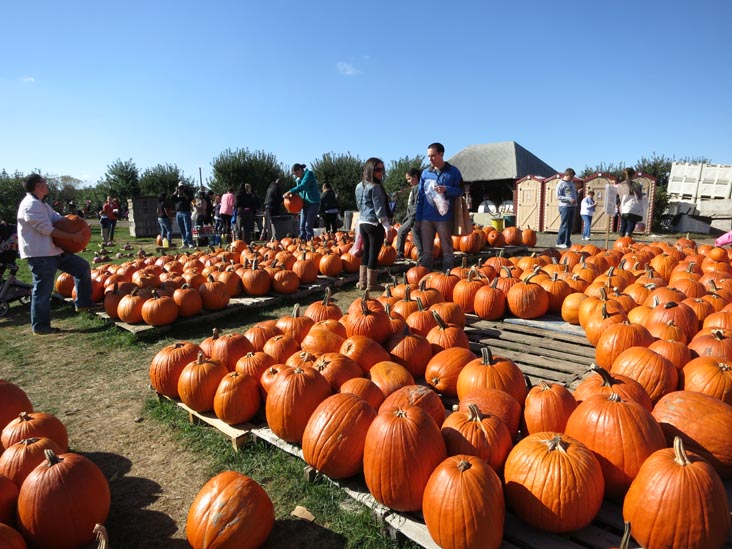 Pumpkins, Terhune Orchards, 330 Cold Soil Road, Princeton Junction, New Jersey, October 20, 2013