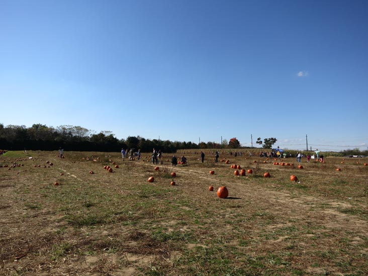 Pumpkin Patch, Terhune Orchards, 330 Cold Soil Road, Princeton Junction, New Jersey, October 20, 2013