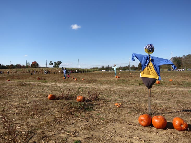 Pumpkin Patch, Terhune Orchards, 330 Cold Soil Road, Princeton Junction, New Jersey, October 20, 2013