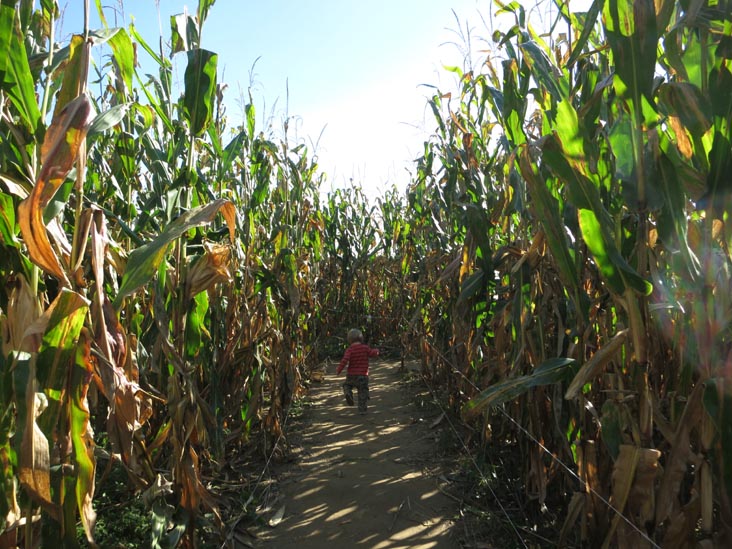 Corn Maze, Terhune Orchards, 330 Cold Soil Road, Princeton Junction, New Jersey, October 20, 2013