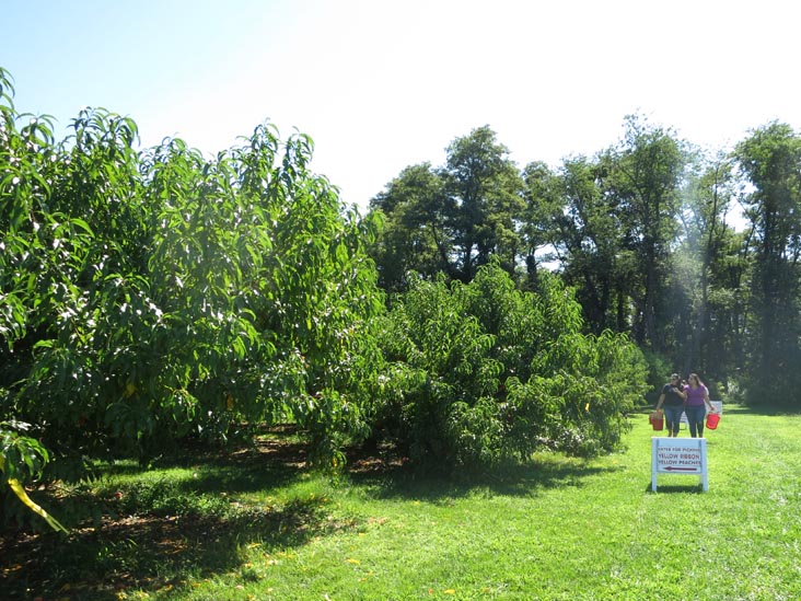 Peach Rows, Battleview Orchards Pick Your Own Area 4, Wemrock Road, Freehold, New Jersey, August 24, 2013