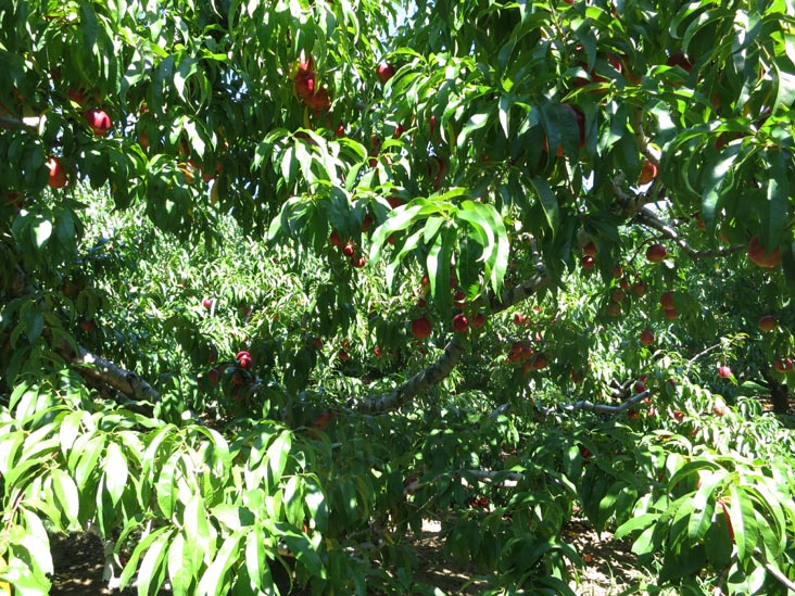 Peaches, Battleview Orchards Pick Your Own Area 4, Wemrock Road, Freehold, New Jersey, August 24, 2013