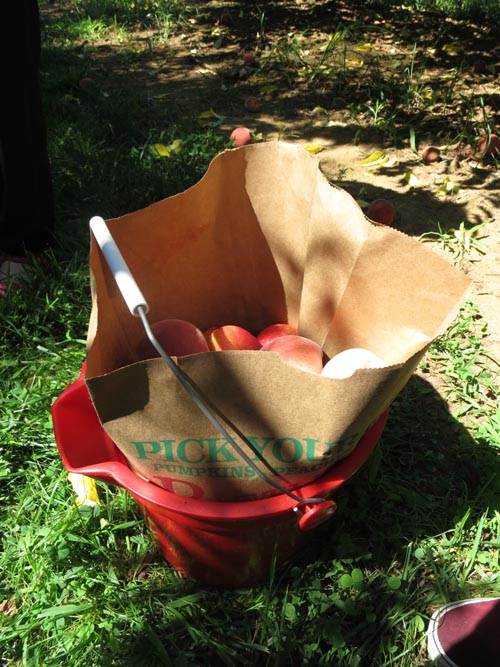 Peaches, Battleview Orchards Pick Your Own Area 4, Wemrock Road, Freehold, New Jersey, August 24, 2013