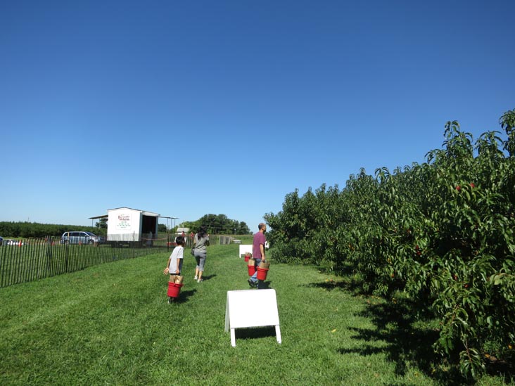 Battleview Orchards Pick Your Own Area 4, Wemrock Road, Freehold, New Jersey, August 24, 2013