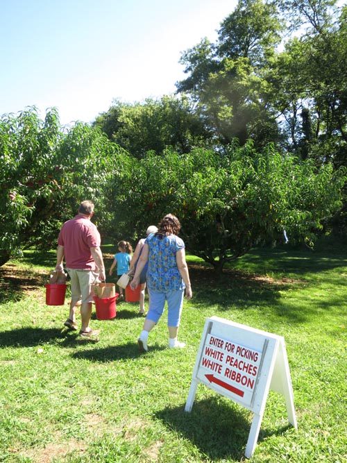 Battleview Orchards Pick Your Own Area 4, Wemrock Road, Freehold, New Jersey, August 24, 2013