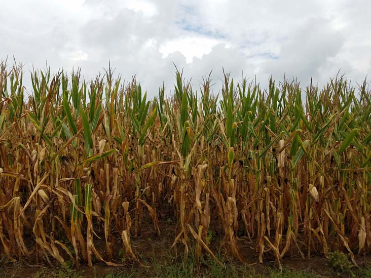 Monmouth Battlefield State Park, Monmouth County, New Jersey, September 1, 2016