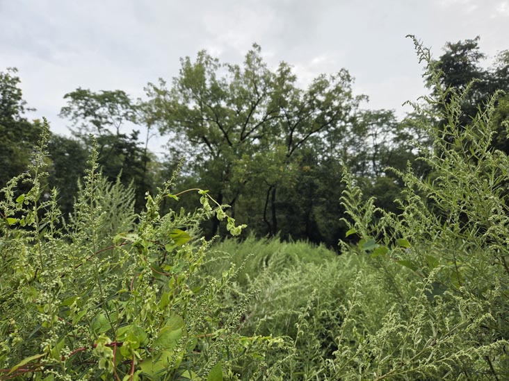 Yard Behind Old Dutch Parsonage, Somerville, New Jersey, September 7, 2025