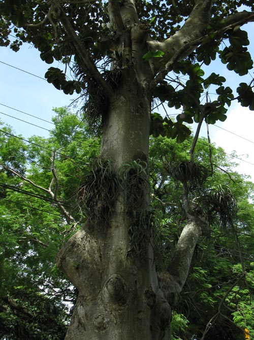 Old Panama/Panam&aacute; Viejo, Panama City, Panama, July 3, 2010