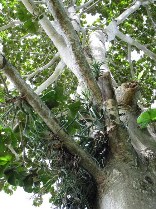 Old Panama/Panam&aacute; Viejo, Panama City, Panama, July 3, 2010