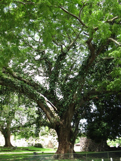 Old Panama/Panam&aacute; Viejo, Panama City, Panama, July 3, 2010