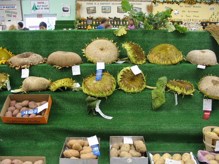 Sunflowers, Agriculture Hall, Bloomsburg Fair, Bloomsburg, Pennsylvania, September 23, 2006
