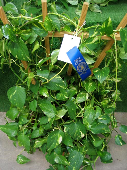 First Place Pothos Entry, Horticulture Exhibits, Bloomsburg Fair, Bloomsburg, Pennsylvania, September 23, 2006