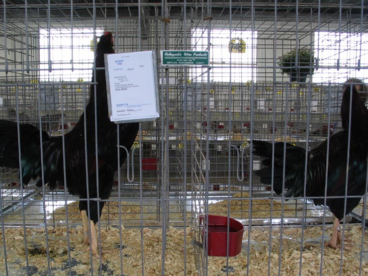 Poultry Exhibit, Bloomsburg Fair, Bloomsburg, Pennsylvania, September 23, 2006
