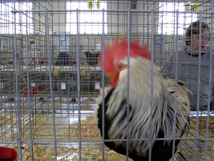 Poultry Exhibit, Bloomsburg Fair, Bloomsburg, Pennsylvania, September 23, 2006