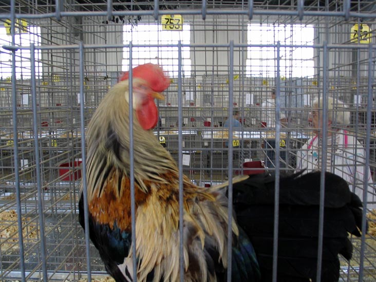 Poultry Exhibit, Bloomsburg Fair, Bloomsburg, Pennsylvania, September 23, 2006