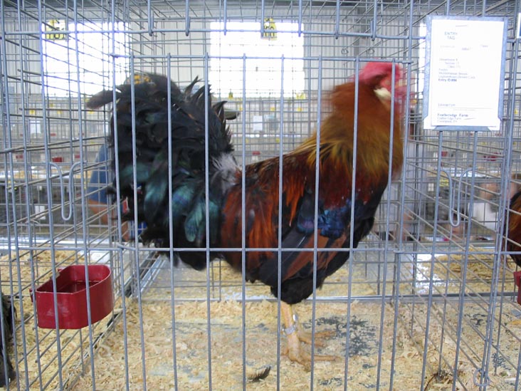Poultry Exhibit, Bloomsburg Fair, Bloomsburg, Pennsylvania, September 23, 2006