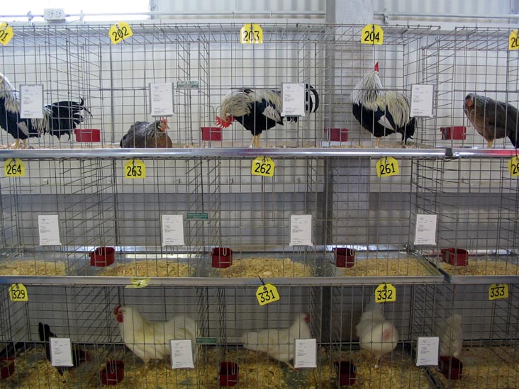 Poultry Exhibit, Bloomsburg Fair, Bloomsburg, Pennsylvania, September 23, 2006