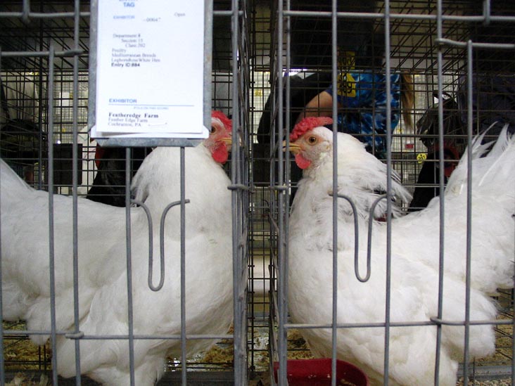 Poultry Exhibit, Bloomsburg Fair, Bloomsburg, Pennsylvania, September 23, 2006