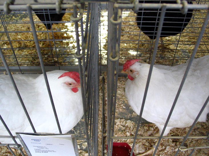 Poultry Exhibit, Bloomsburg Fair, Bloomsburg, Pennsylvania, September 23, 2006