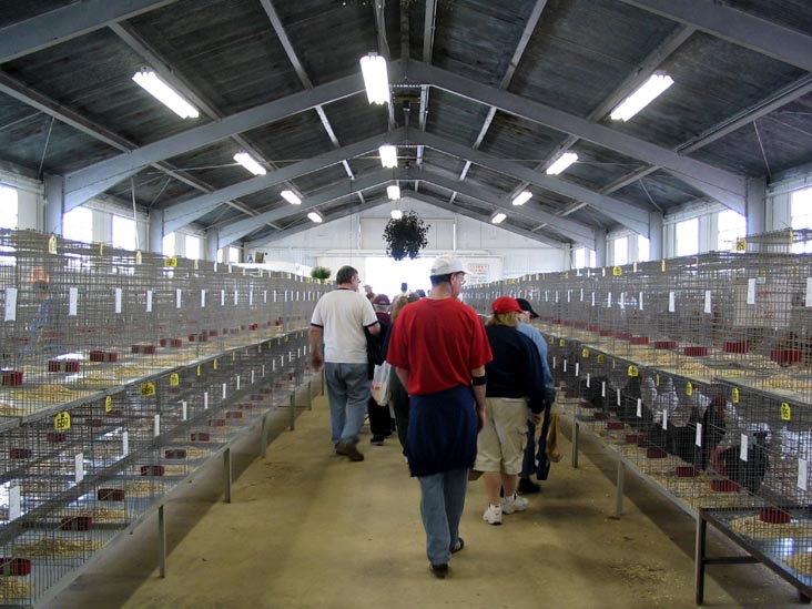 Poultry Exhibit, Bloomsburg Fair, Bloomsburg, Pennsylvania, September 23, 2006