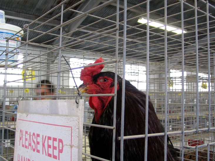 Poultry Exhibit, Bloomsburg Fair, Bloomsburg, Pennsylvania, September 23, 2006