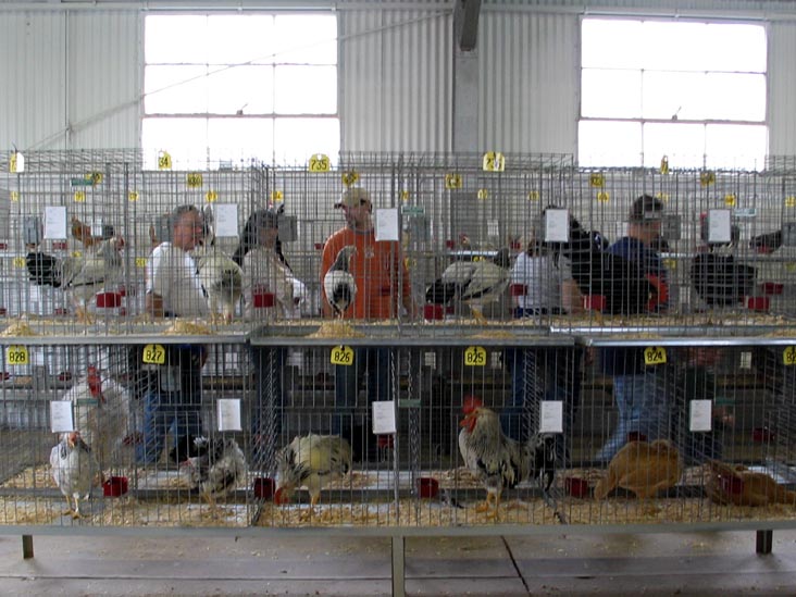 Poultry Exhibit, Bloomsburg Fair, Bloomsburg, Pennsylvania, September 23, 2006
