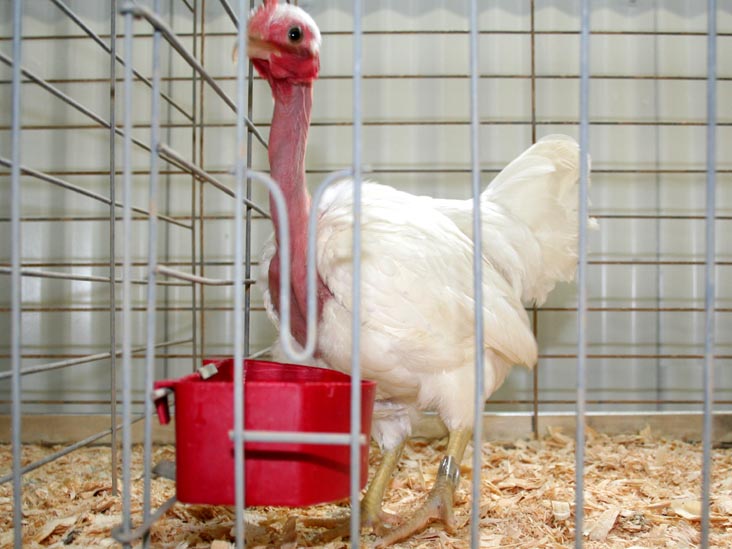 Chick, Bloomsburg Fair, Bloomsburg, Pennsylvania, September 23, 2006