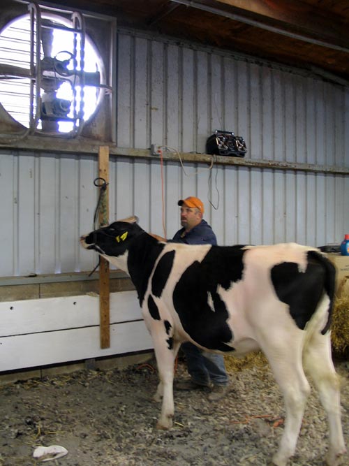 Cattle, Bloomsburg Fair, Bloomsburg, Pennsylvania, September 23, 2006