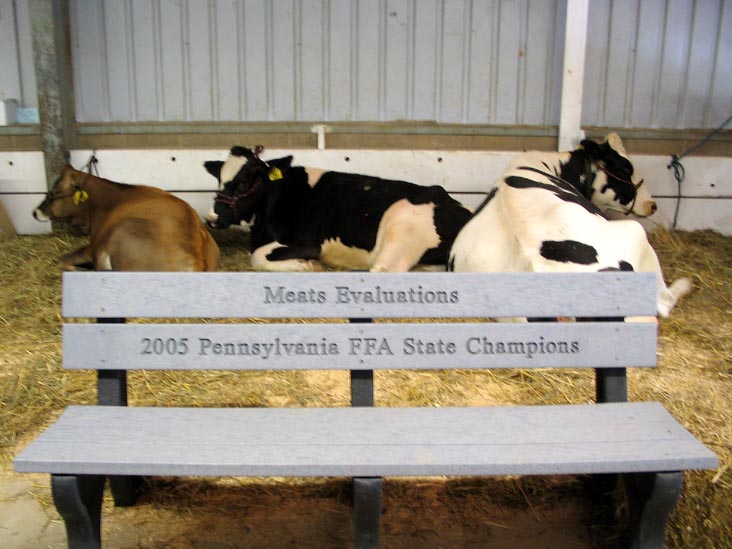Cattle, Bloomsburg Fair, Bloomsburg, Pennsylvania, September 23, 2006