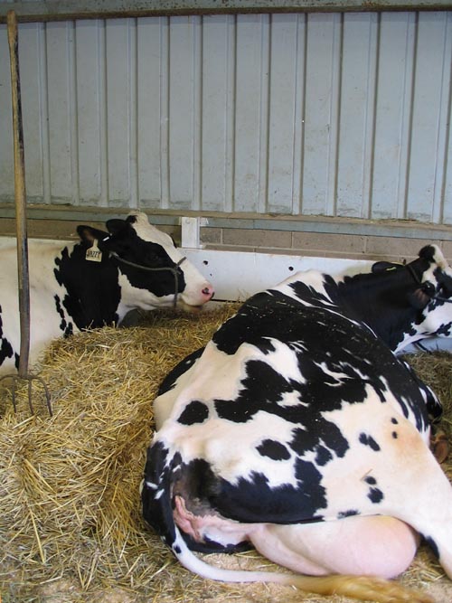 Cattle, Bloomsburg Fair, Bloomsburg, Pennsylvania, September 23, 2006