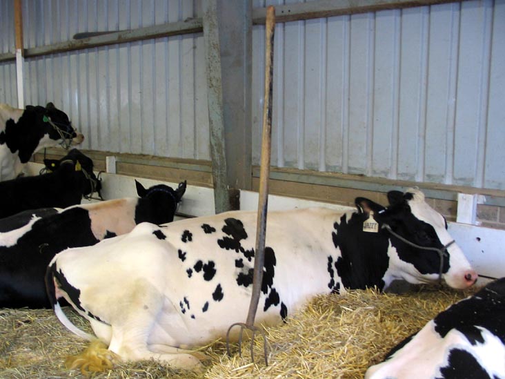 Cattle, Bloomsburg Fair, Bloomsburg, Pennsylvania, September 23, 2006